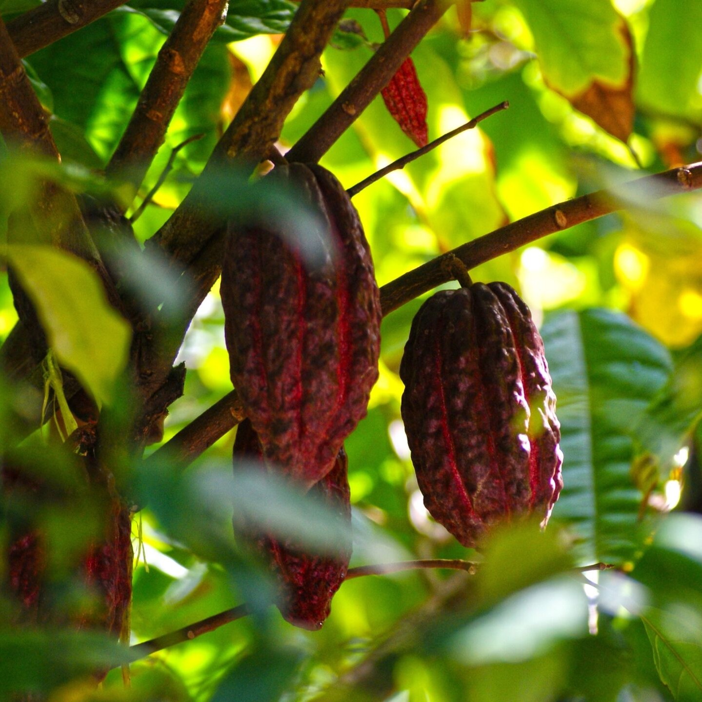 Free cacao tree closeup image, public domain CC0 photo.